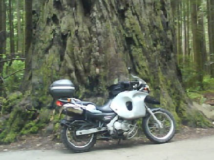 013 Bike And Redwood 8th Jun 2010.jpg